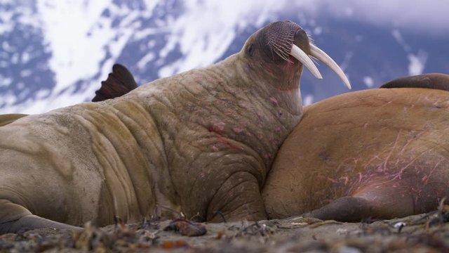 Walrus with Large Tusks on Beach Scratching Belly. Battle scars and marks seen on protective chubby blubber
