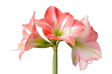Fototapeta na wymiar Close-up of a beautiful blossoming pink flower