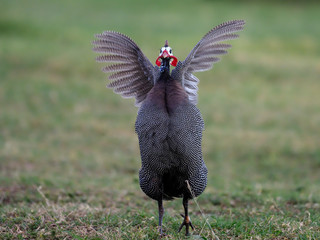 Helmeted guineafowl, Numida meleagris,