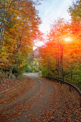 Obraz premium road in the woods