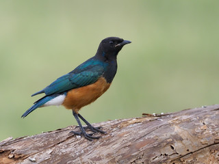 Hildebrandts starling, Lamprotornis hildebrandti,