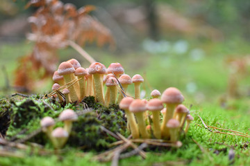 gros plan sur des champignons