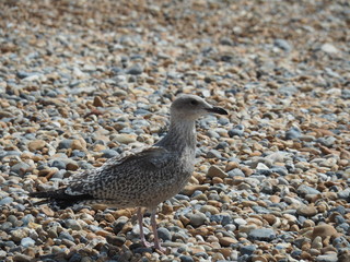 Möwe auf Kieselstrand