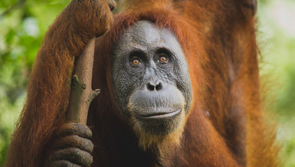 Portrait d'orang outan © Herv