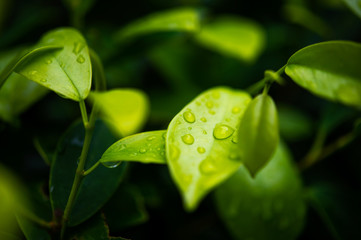 Fototapeta na wymiar Green tea leaves, young shoots that are beautiful
