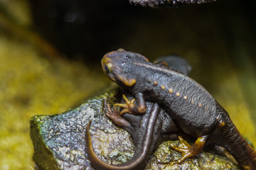 Lizard with green and brown skin laying on the second on a stone. Lizards on a green tropical background close up side view. Tropical flora and fauna.