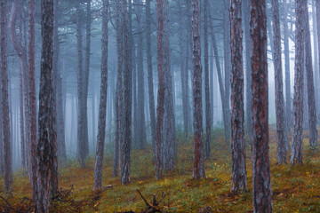 green forest in the mist