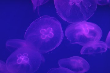 Group of purple jellyfish in ocean on a light background of water. Underwater life. Texture and background of the ocean. Tourism and underwater diving. Life in the ocean.