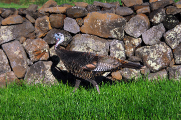 Big Island Turkey Against Stone Wall
