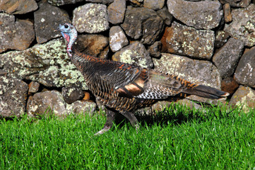 Big Island Wild Turkey