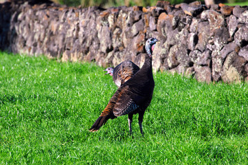 Big Island Turkey Flock