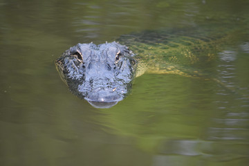 Alligator in a Swamp with Green Murky Water
