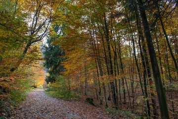 Obraz premium road in the woods