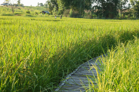 vintage bamboo walkway pass in rice field