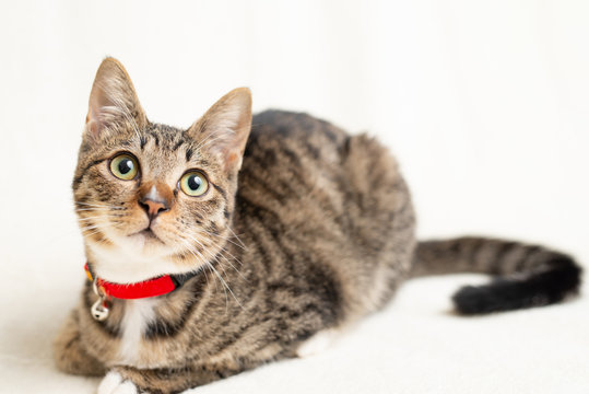 1 215 Best アメリカンショートヘア Images Stock Photos Vectors Adobe Stock