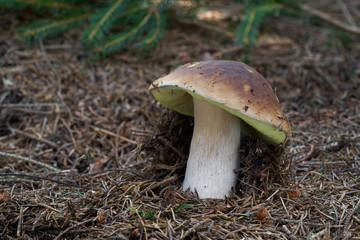 Edible mushroom Boletus edulis growing in the needles in the spruce forest. Also known as penny bun, cep, porcino or porcini. Mushroom with brown cap and brownish stem. Spruce branch in background.