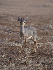 Kirks dik-dik, Rhynchotragus kirki,