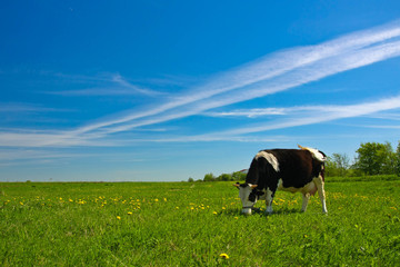 cow on meadow