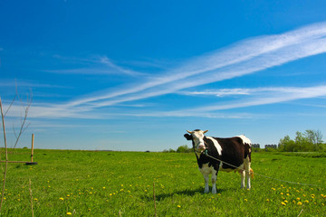 cows in field