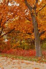 Autumn red orange trees park alley