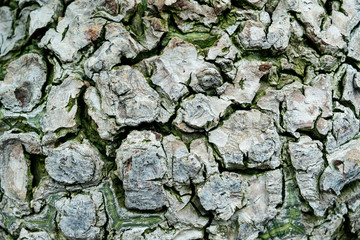 Bark with green algae for texture background.