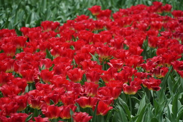 Tulips