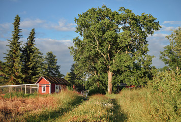 Fototapeta premium Countyside landscape with big branchy tree, field road small finnish house, pine tree, summer evening. Happy childhood concept