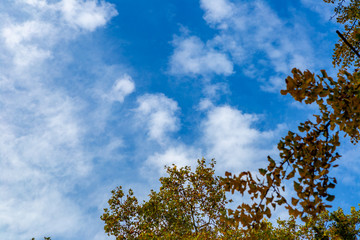 Looking from the park to the sky. Sky with clouds and blue.