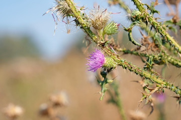 Pink thistle flower on a field background on a clear summer day. Medicinal plant of milk thistle, sprig close-up.