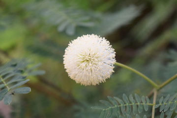 Round white flowers