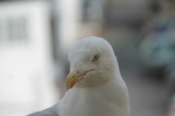 The Head of a Friendly Seagull Bird.