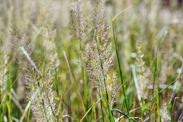 Green Grass Weed Stems Meadow Background