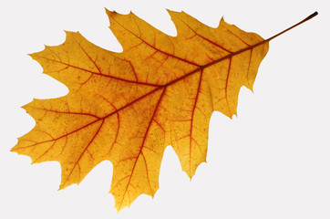 Autumn oak leaf isolated on white.