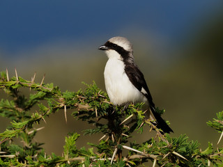 Lesser grey shrike, Lanius minor,