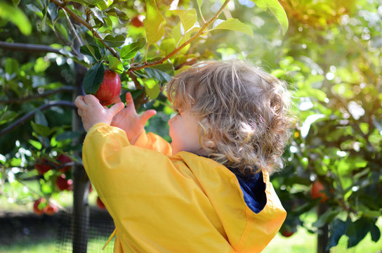 beautiful girl picking apples in the orchard