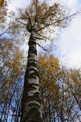 Fototapeta premium trees in the autumn forest