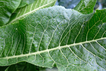 Horseradish leaves close-up. Green leaf of horseradish with drops of water and white veins