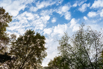 Looking from the park to the sky. Sky with clouds and blue.
