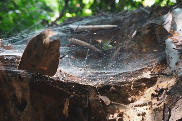 Cobwebs with sunlight in the wood 