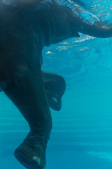 Elephant show swimming