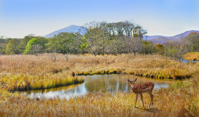 Autumn landscape with deer at the wild pond