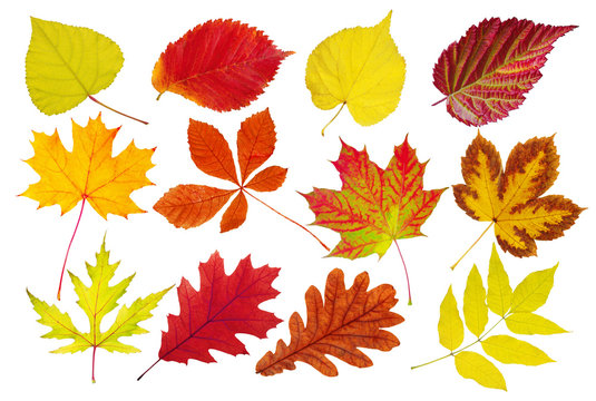 A collection of beautiful colorful autumn leaves of deciduous trees. Maple, linden, oak, red oak, chestnut, ash, elm, poplar. Isolated on white.