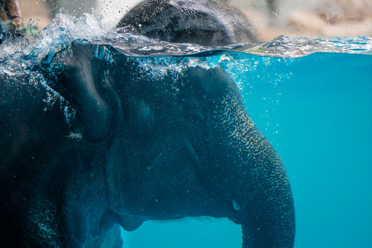 Elephant show swimming