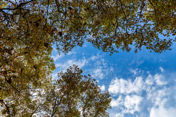 Looking from the park to the sky. Sky with clouds and blue.