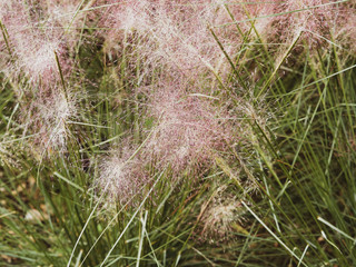 (Muhlenbergia capillaris)  Muhlenbergie capillaire, une graminée ornementale aux épis rose poupre