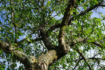 Fototapeta na wymiar Ausschnitt eines Mandelbaums im Herbst