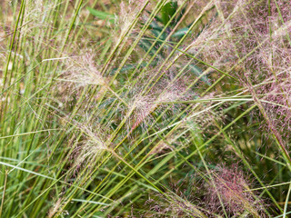 (Muhlenbergia capillaris)  Muhlenbergie capillaire à l'effet brouillard de ses panicules diffuses et soyeuses rose pourpre ou rose foncé
