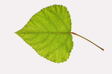 Poplar leaf.Isolated on white.