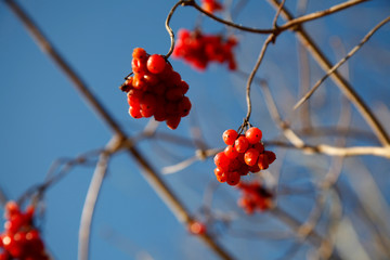 rote vertrocknete beeren am strauch