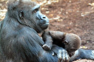 Fototapeta premium Gorillamama mit Baby im Zoo